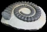 Devonian Ammonite (Anetoceras) #92733-1